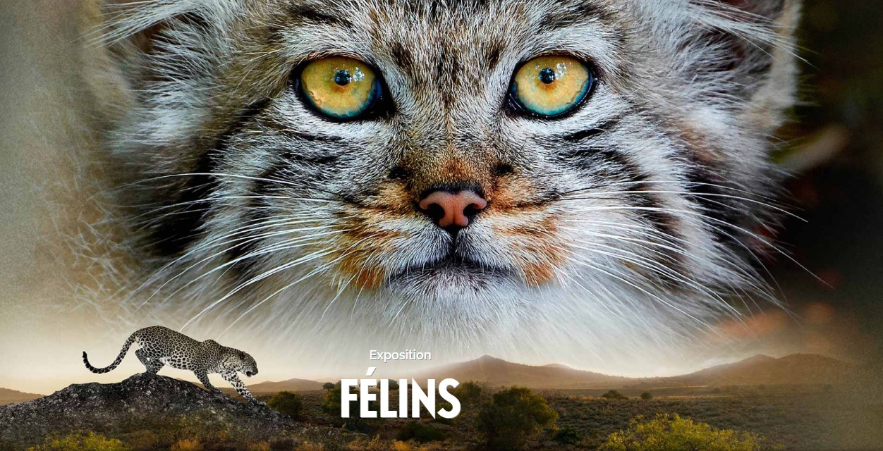 « Félins » au Muséum d’Histoire naturelle