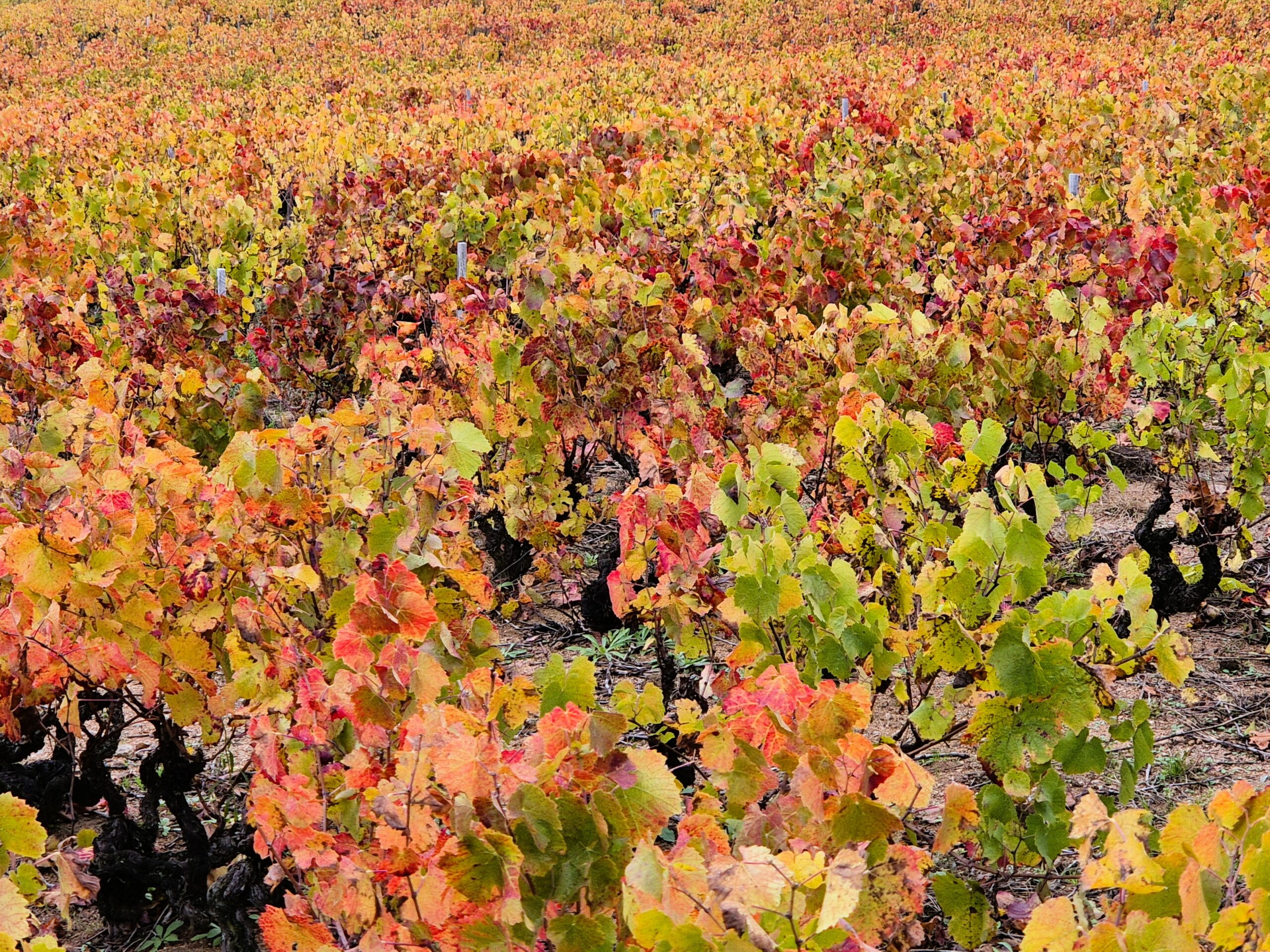 Dans le Beaujolais